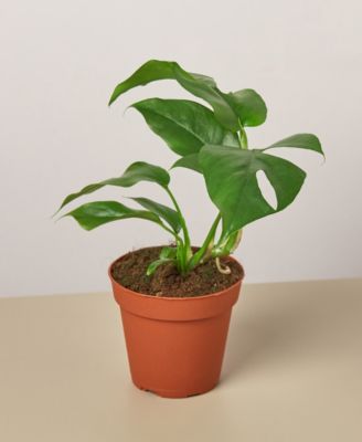 House Plant Shop