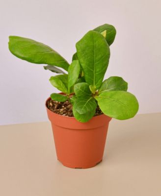 House Plant Shop