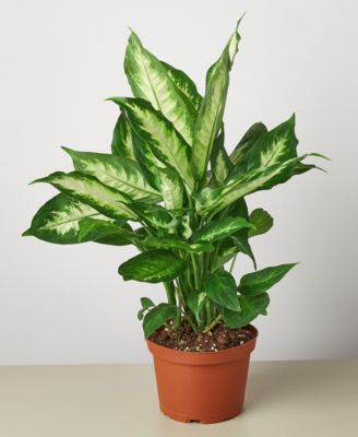 House Plant Shop