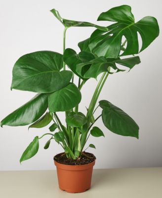 House Plant Shop