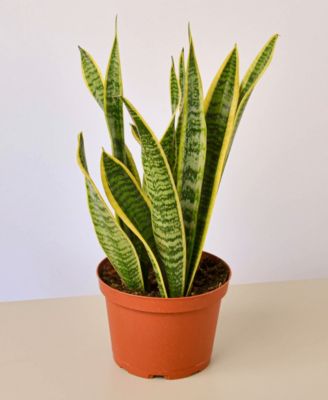House Plant Shop
