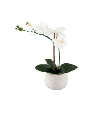 Flora Bunda