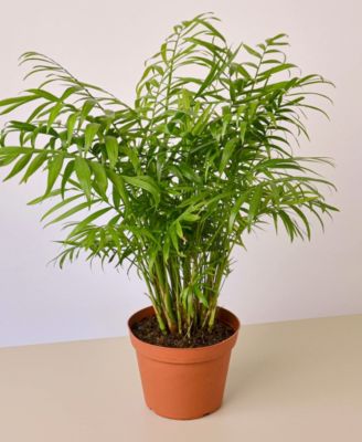House Plant Shop
